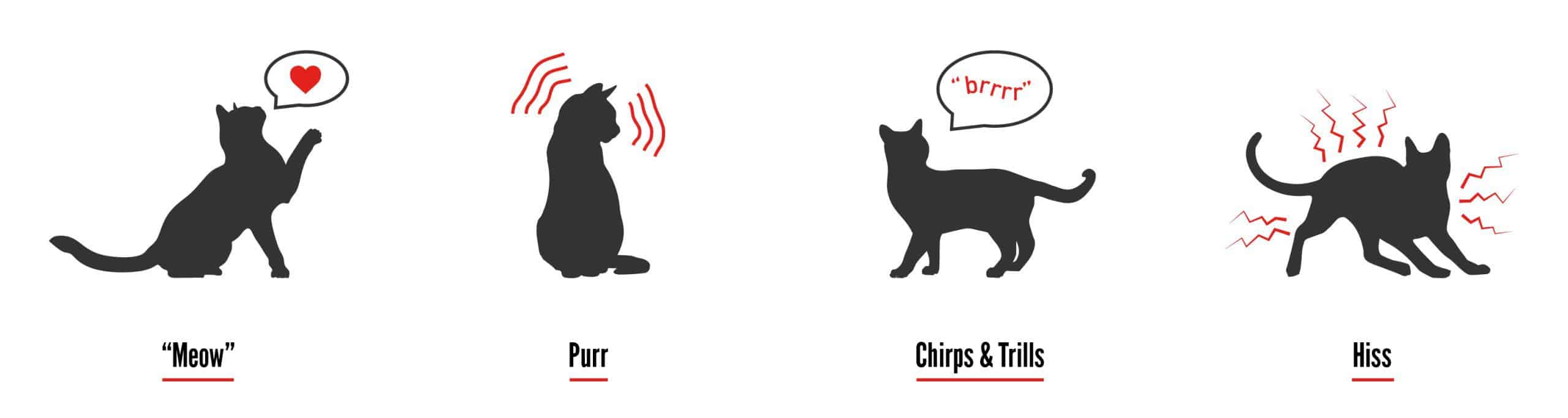 Cat sounds: what miaowing, purring and hissing really mean