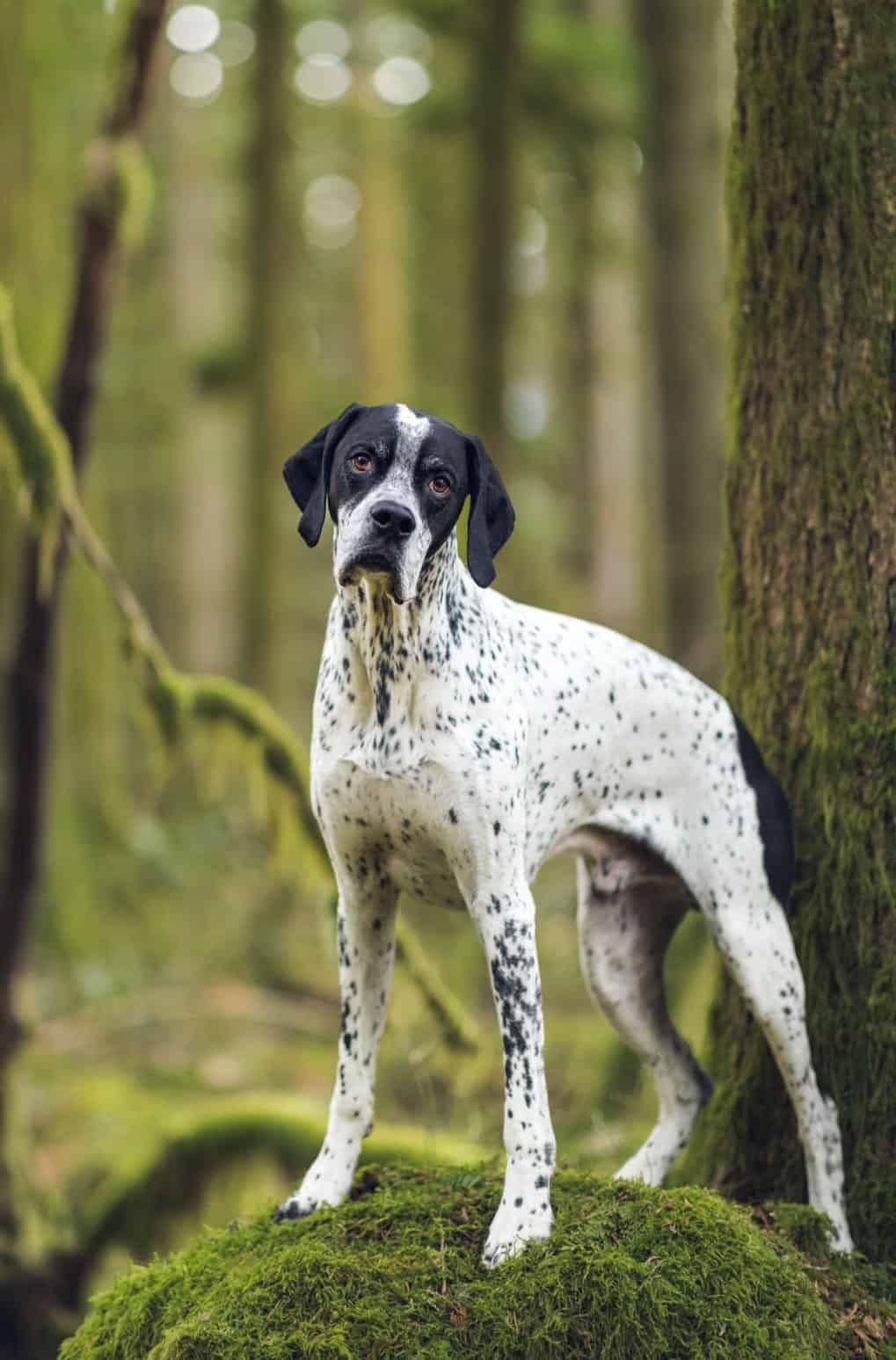 Black and white dog standing on a grass rock in the forest