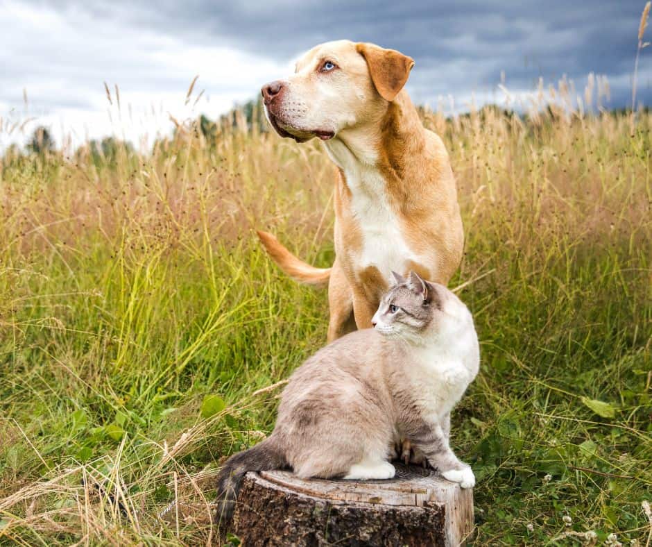 dog and cat in grass