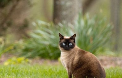 Siamese cat on green grass with a tree and bush in the background