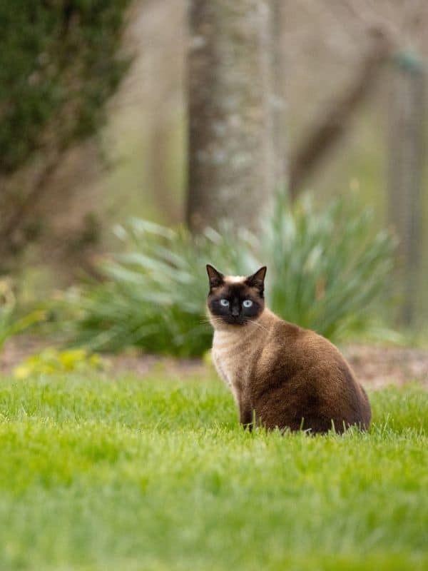 Siamese cat on green grass with a tree and bush in the background