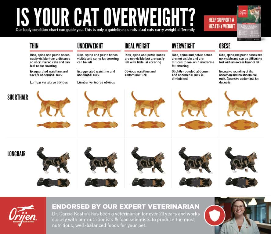 Do you know what too fat looks like?, Obesity