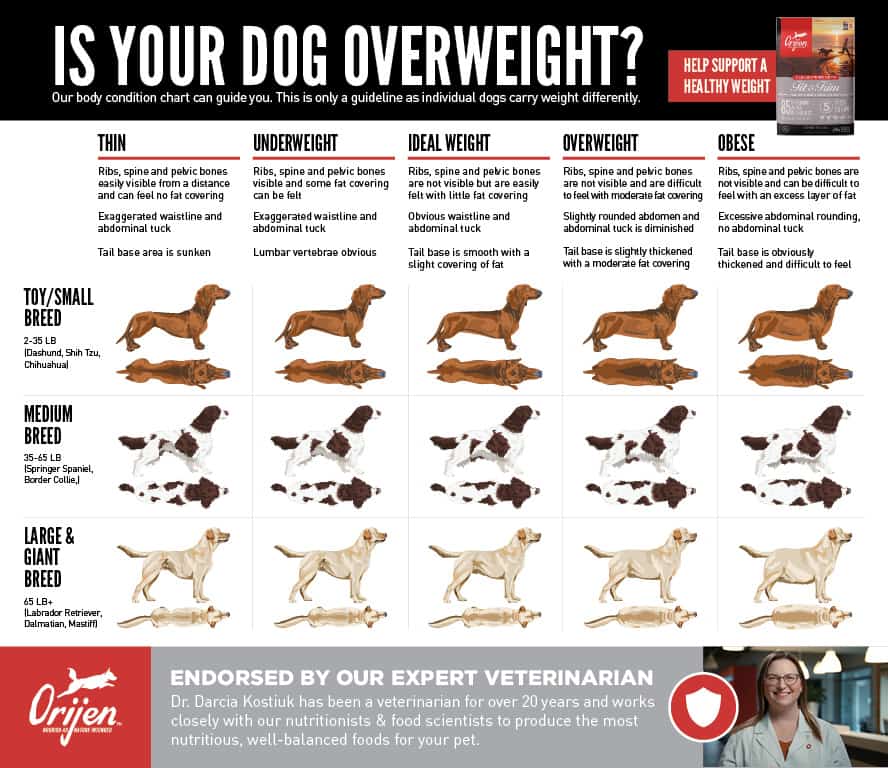 How To Know If Your Pet Is Overweight ORIJEN how-to-know-if-your-pet-is-overweight-orijen