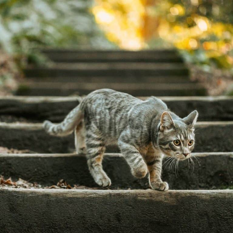 How to Get Your Cat to Stop Waking You Up at 4 AM